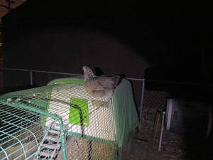 Olaf (a grey chicken) sits on the roof of the chicken run